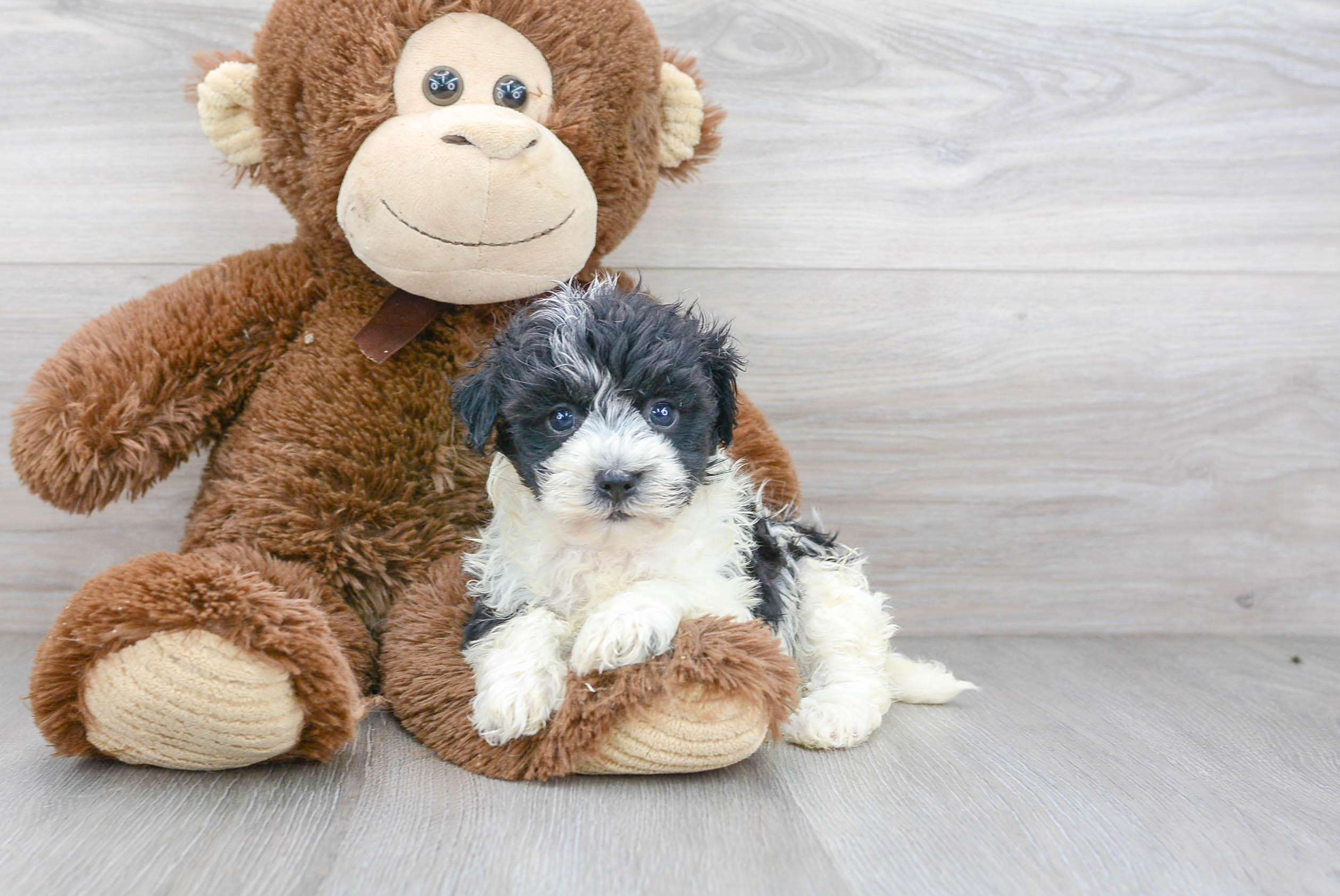 Little Havanese Baby