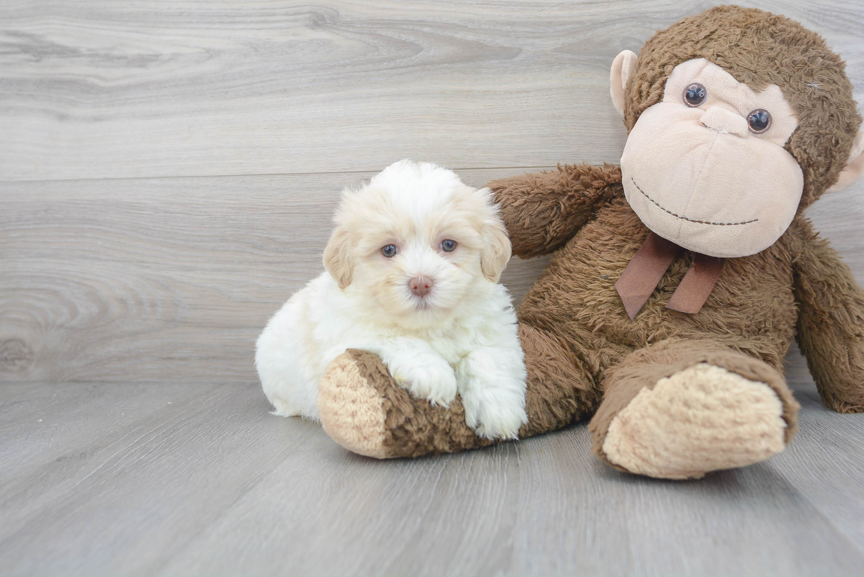 Best Havanese Baby