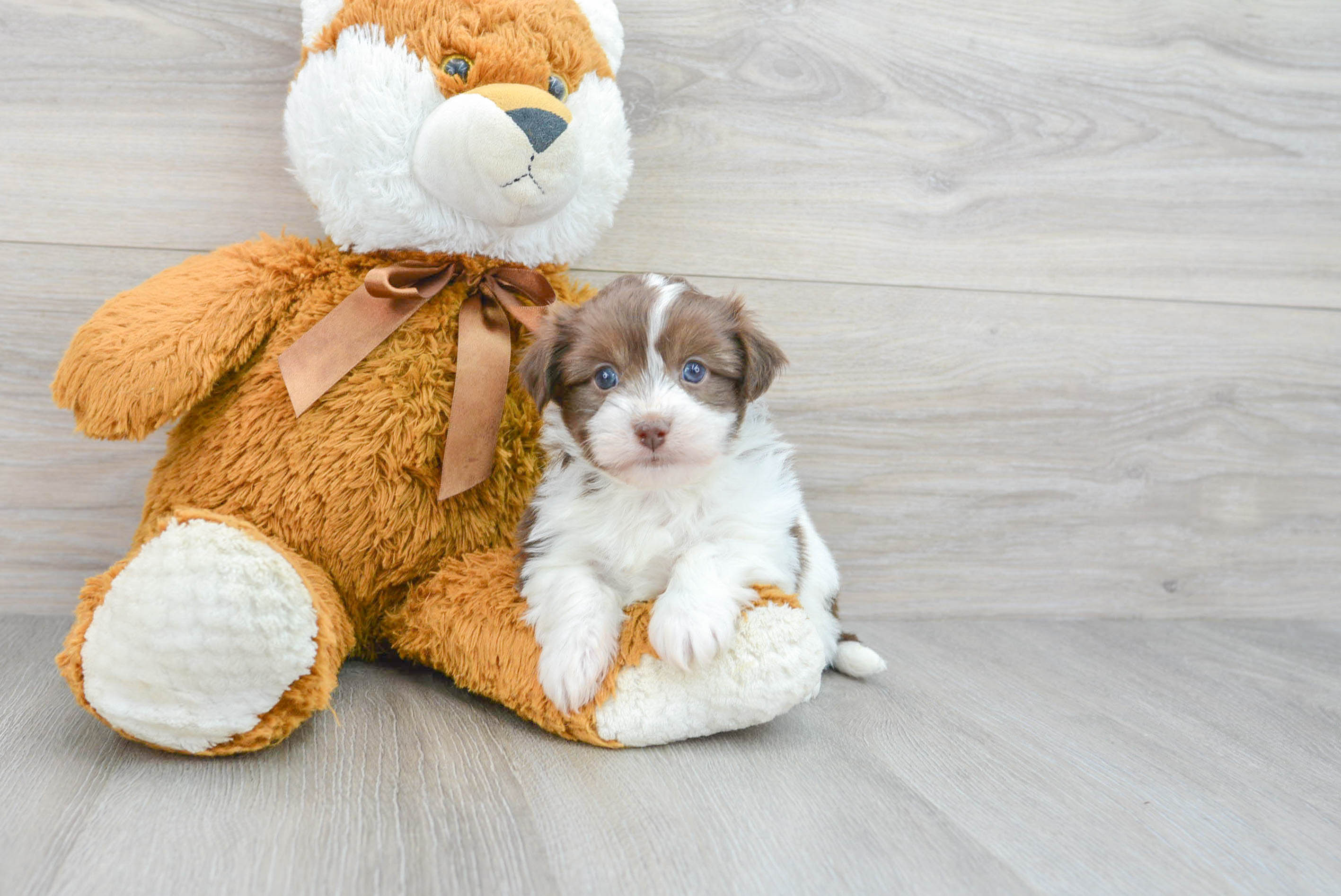 Havanese Pup Being Cute