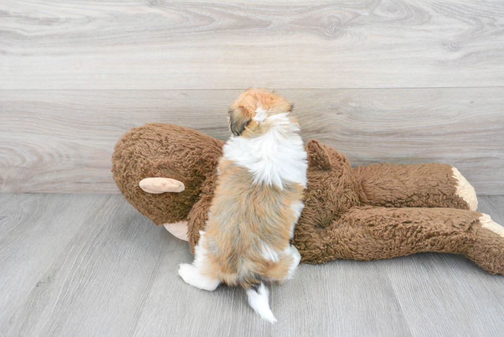 Havanese Puppy for Adoption