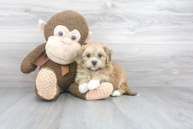 Havanese Puppy for Adoption