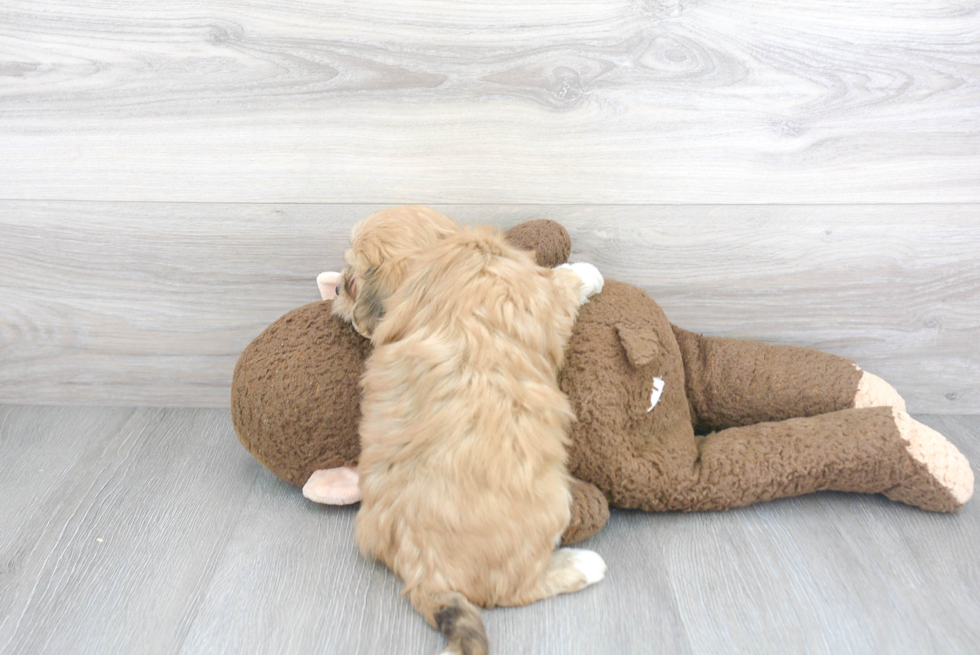 Havanese Pup Being Cute