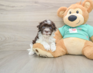 6 week old Havanese Puppy For Sale - Premier Pups
