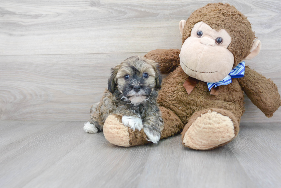 Hypoallergenic Havanese Purebred Pup