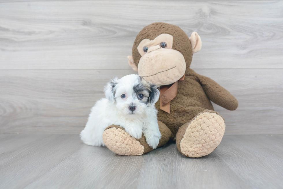 Havanese Puppy for Adoption