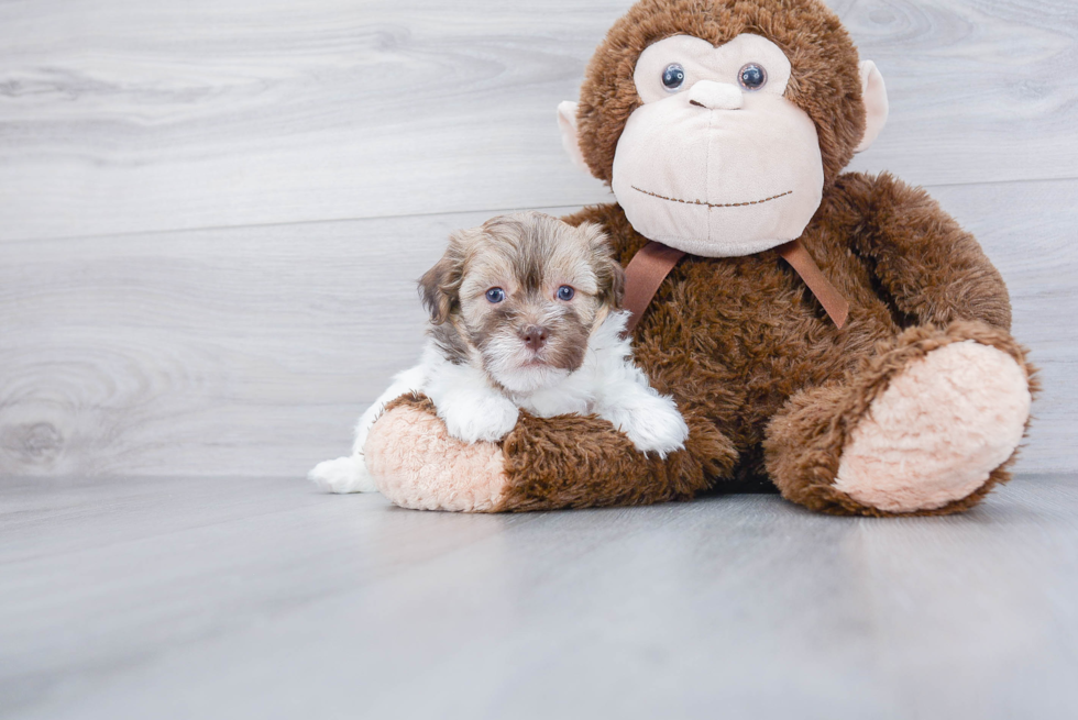 Cute Havanese Purebred Puppy