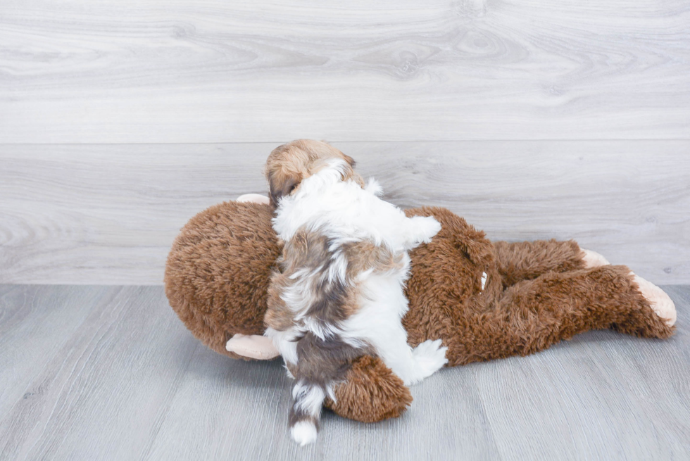 Akc Registered Havanese Purebred Pup