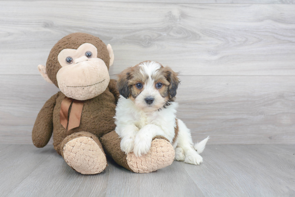 Smart Havanese Purebred Puppy