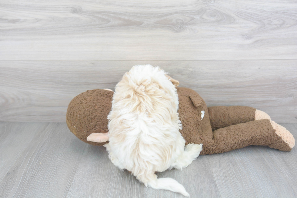 Hypoallergenic Havanese Purebred Pup