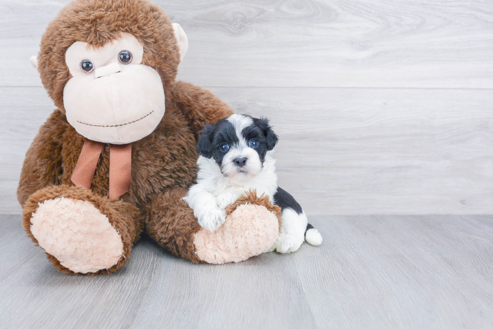 Havanese Pup Being Cute