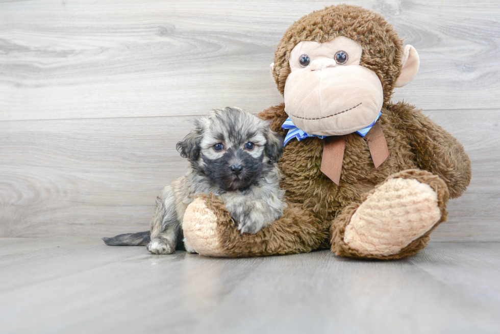 Havanese Pup Being Cute