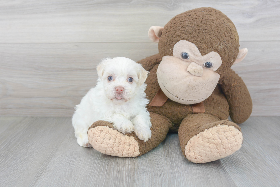 Hypoallergenic Havanese Baby