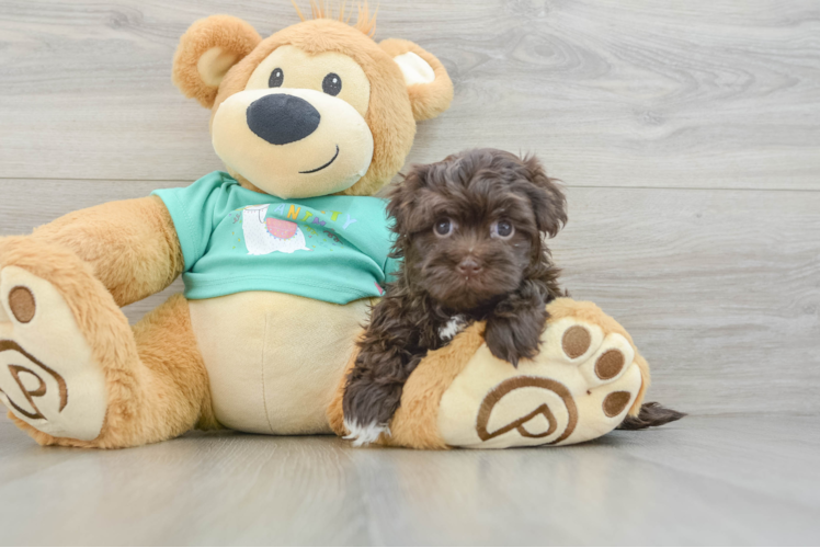 Hypoallergenic Havanese Purebred Pup