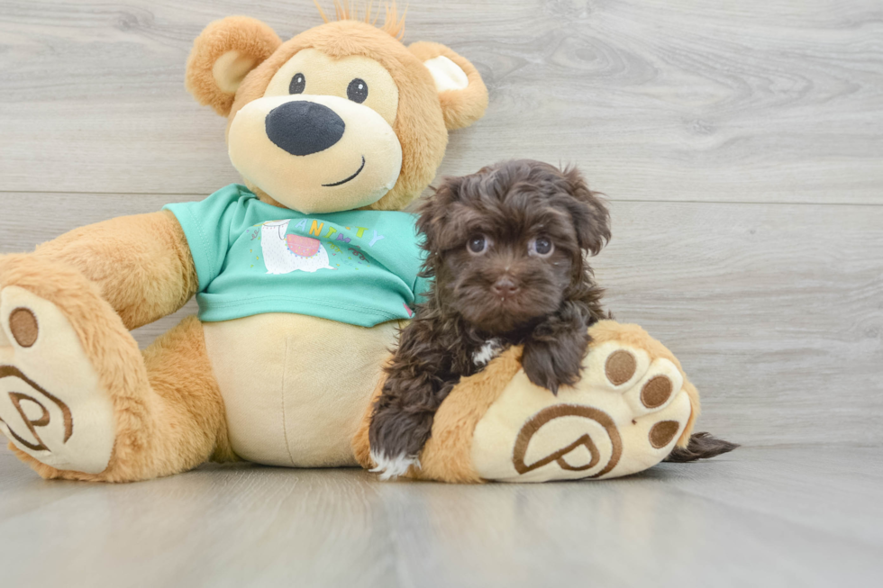 Hypoallergenic Havanese Purebred Pup