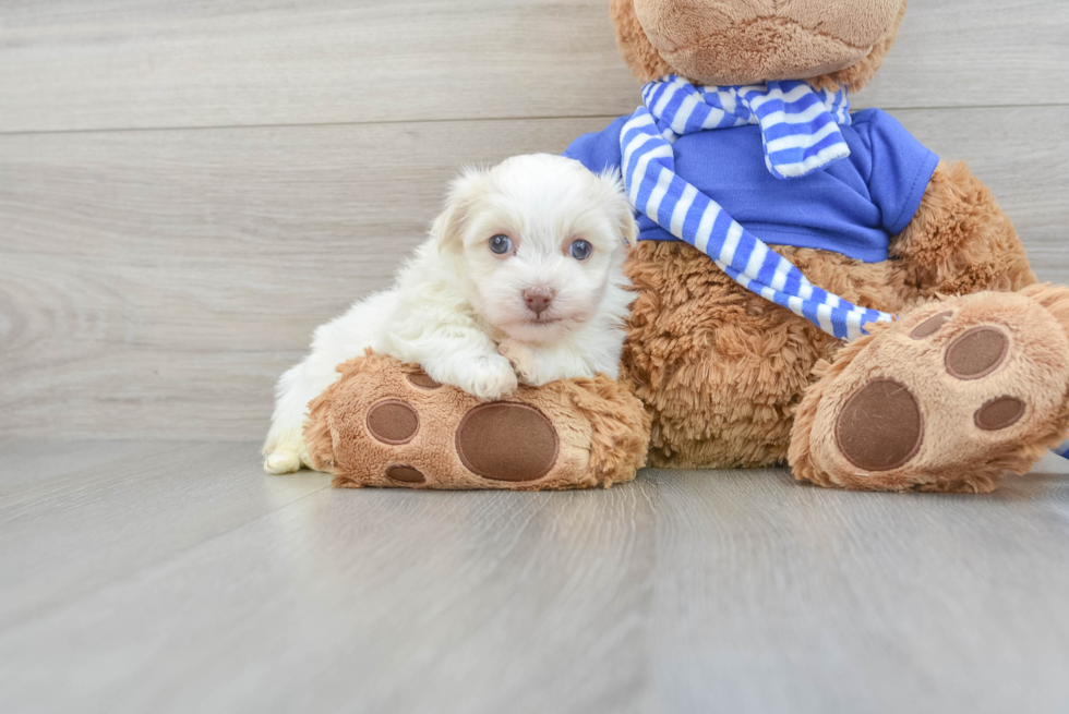 Friendly Havanese Baby