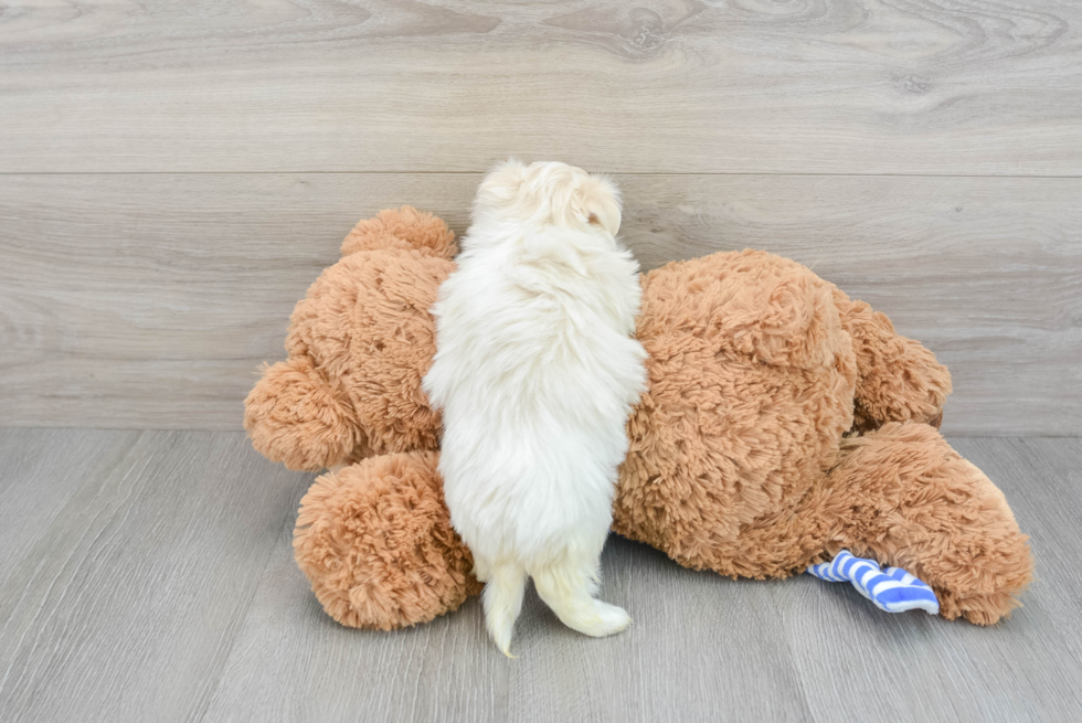 Havanese Pup Being Cute