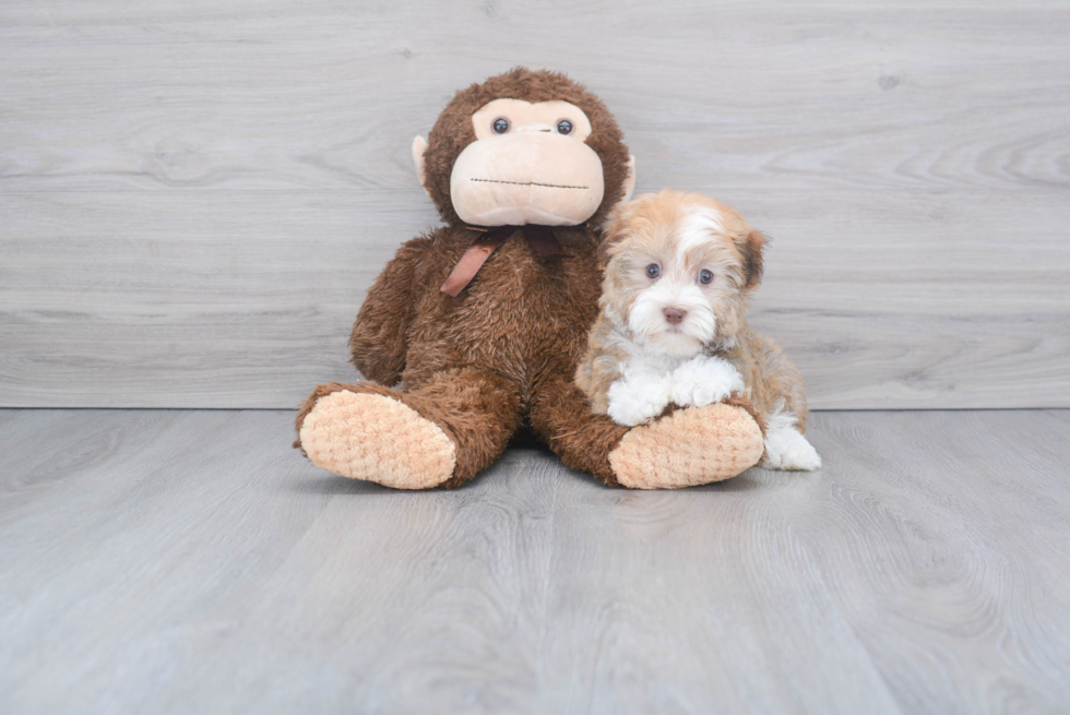 Havanese Pup Being Cute