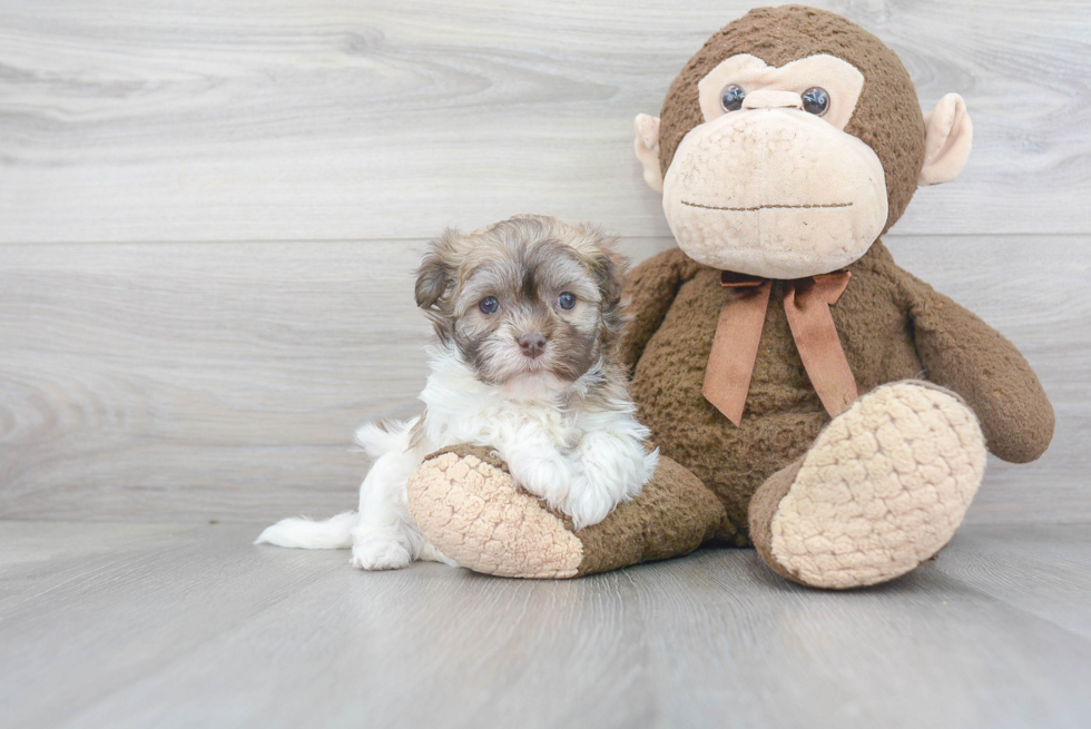 Funny Havanese Baby