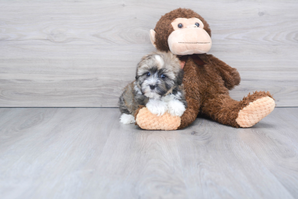 Best Havanese Baby