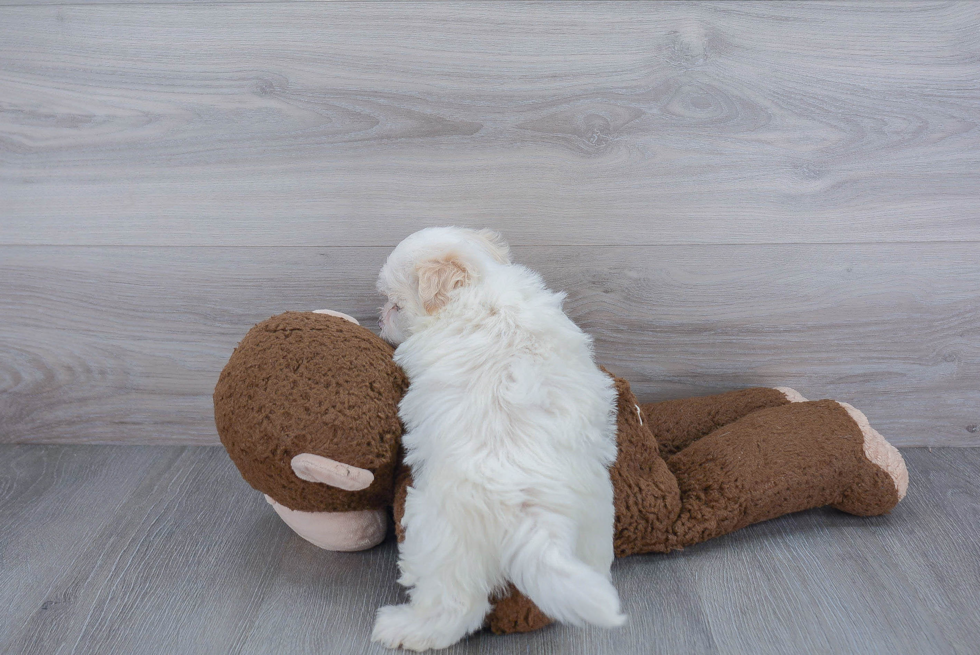 Havanese Puppy for Adoption