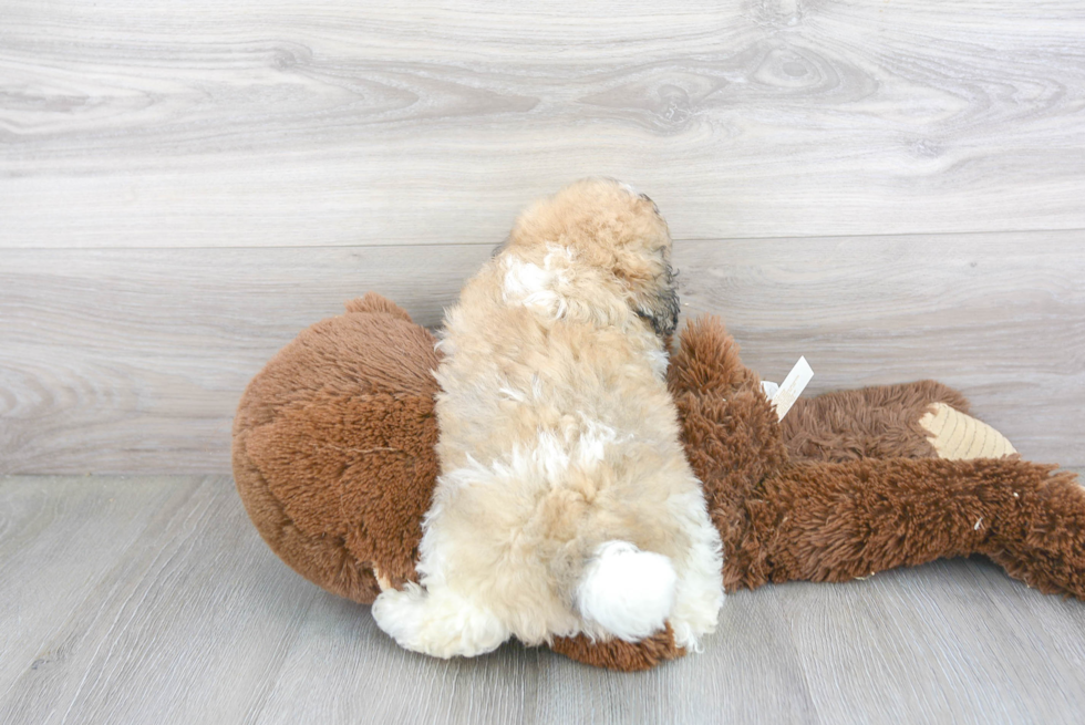 Little Havanese Baby