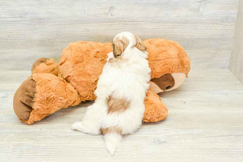 Cute Havanese Purebred Puppy
