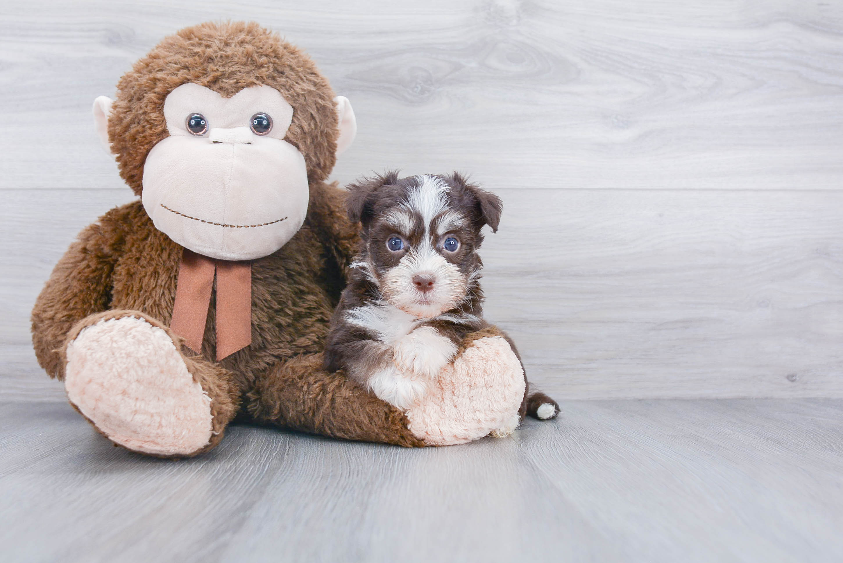 Small Havanese Baby