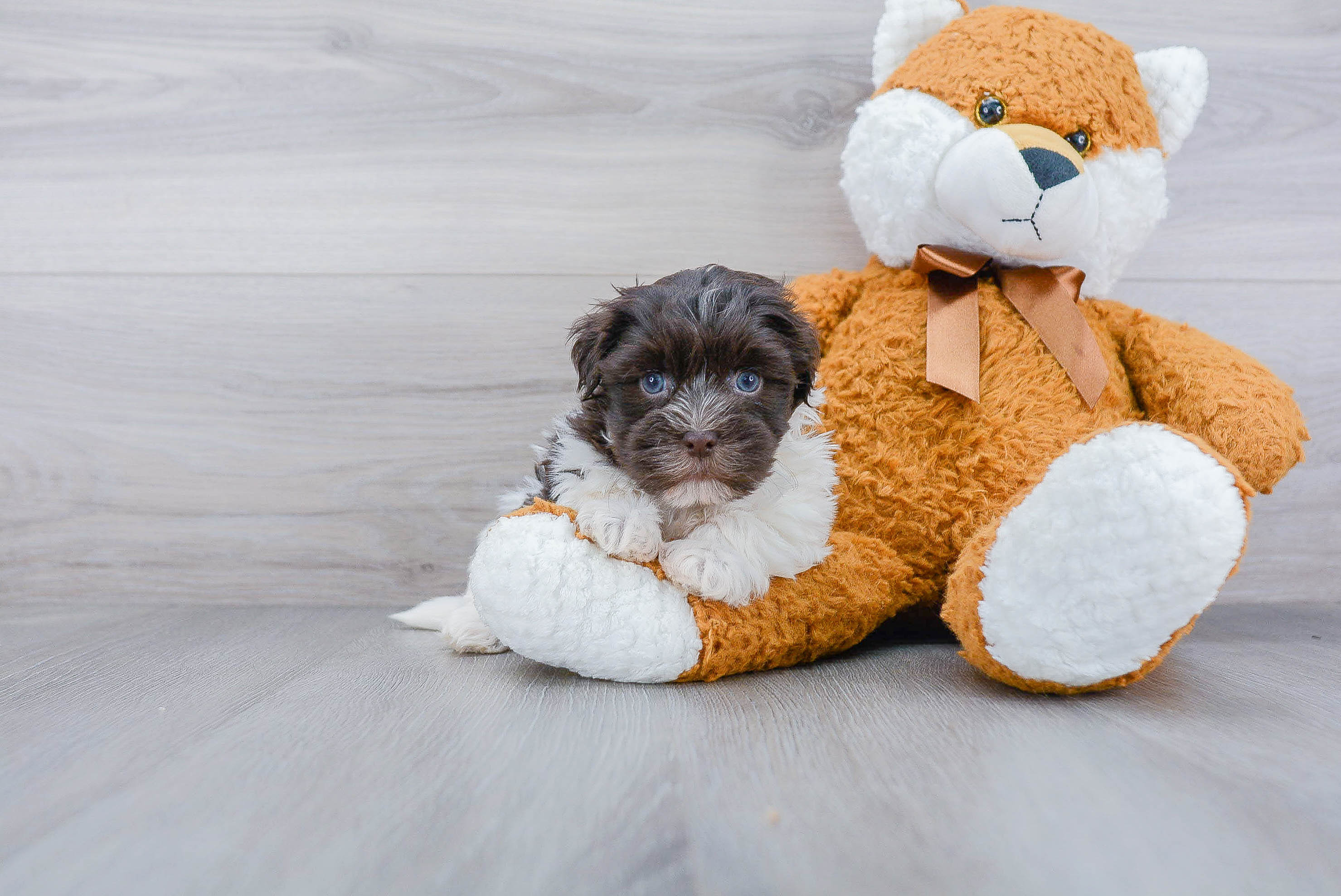 Hypoallergenic Havanese Purebred Pup