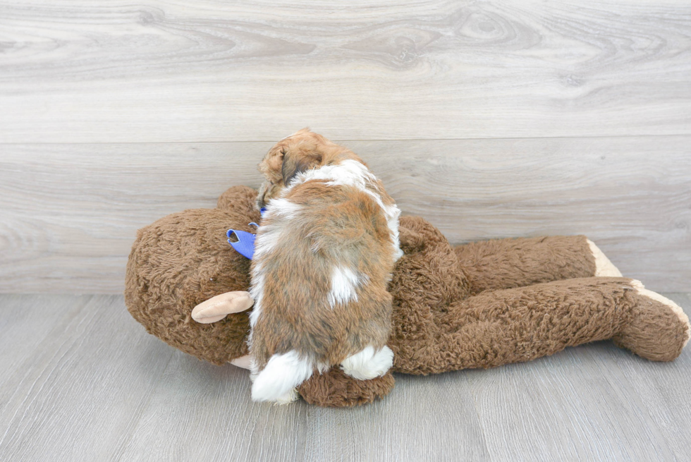 Havanese Pup Being Cute