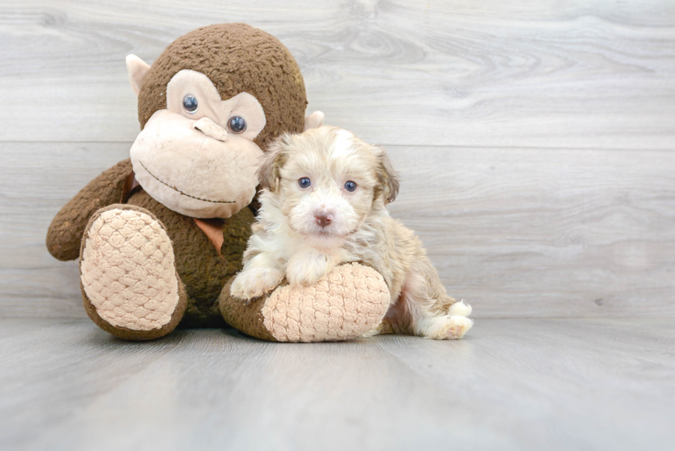Akc Registered Havanese Purebred Pup