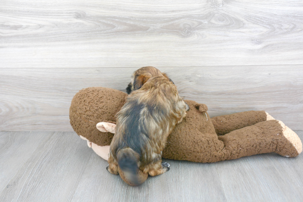 Havanese Pup Being Cute