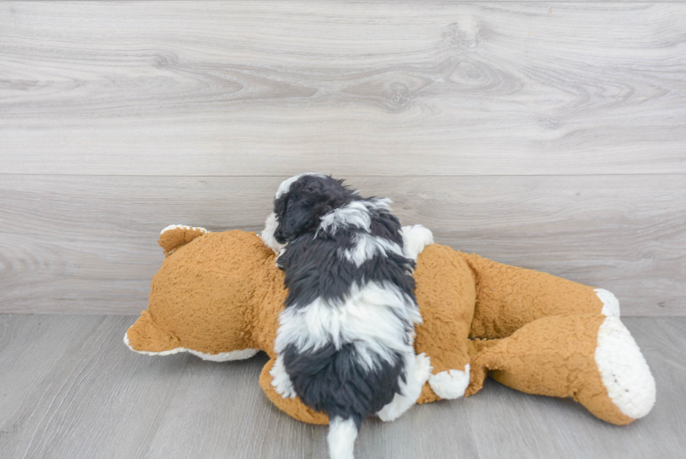 Havanese Puppy for Adoption