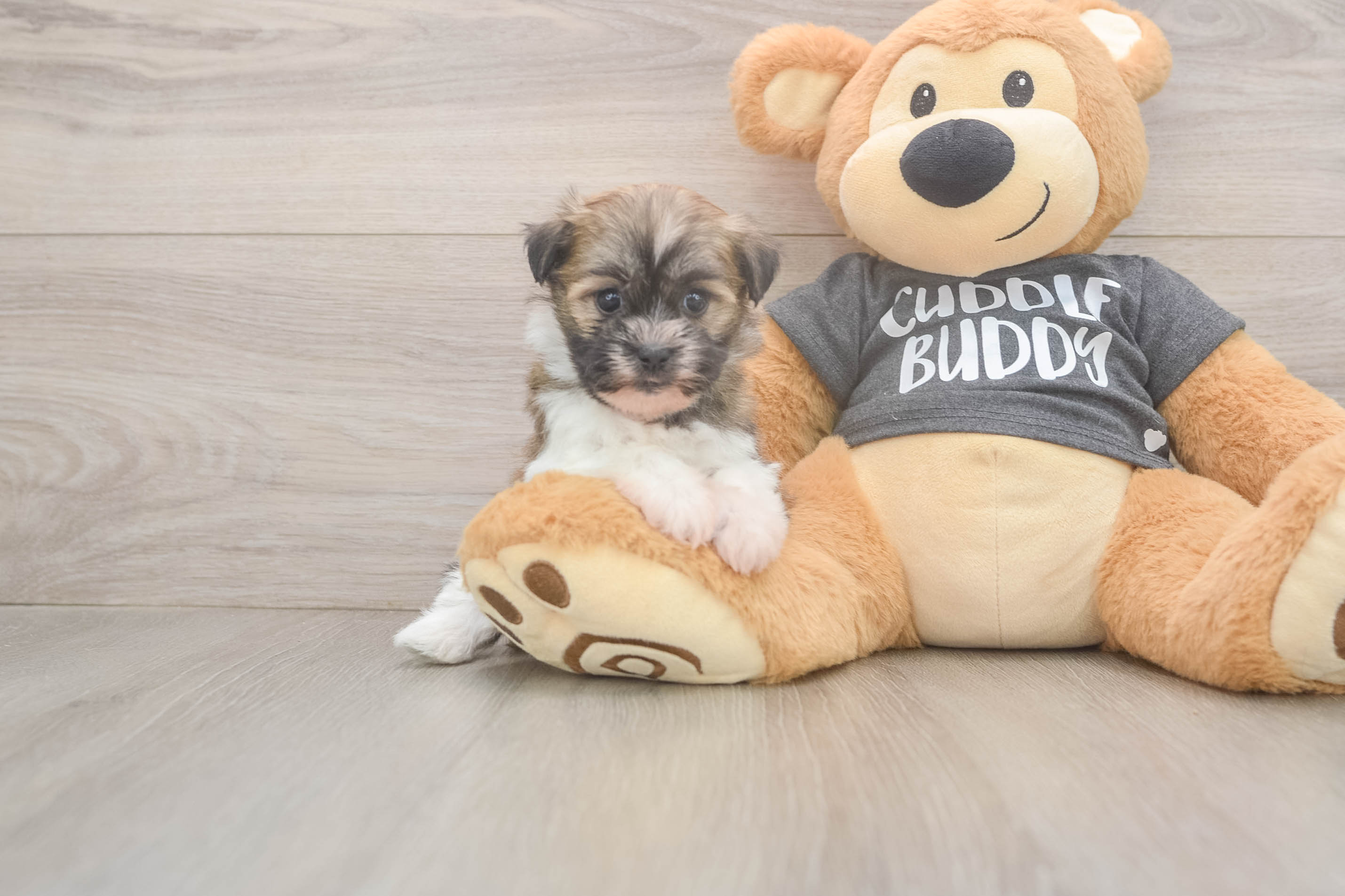 Little Havanese Baby