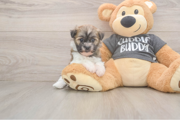 Little Havanese Baby