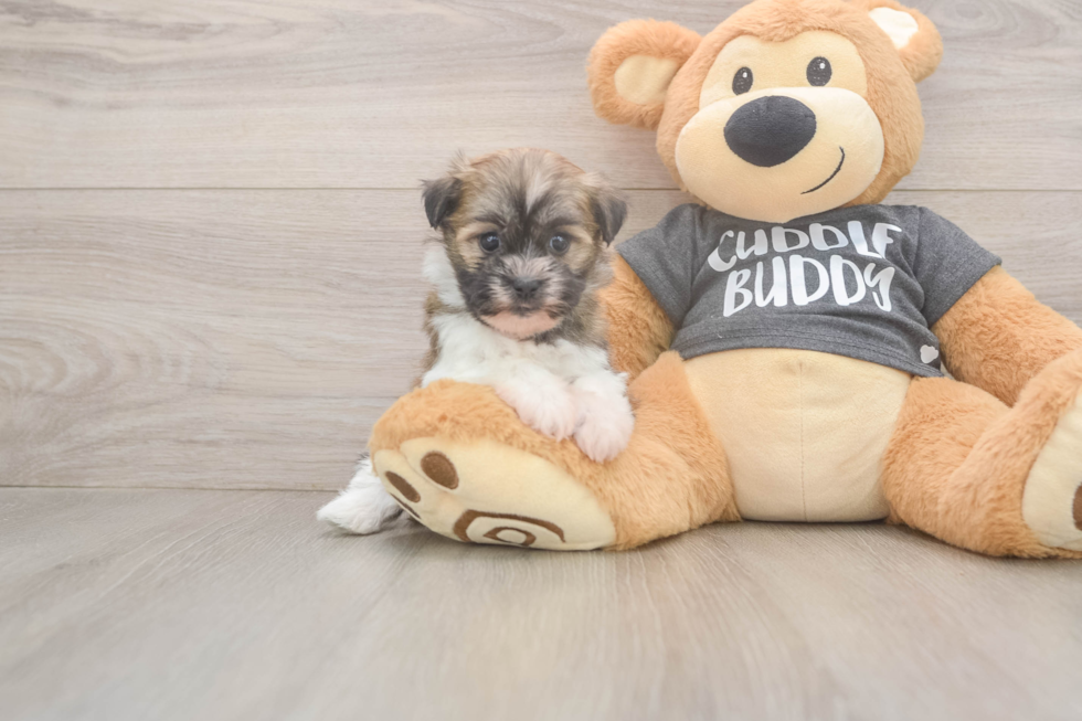 Little Havanese Baby
