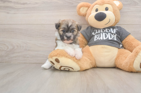 Little Havanese Baby