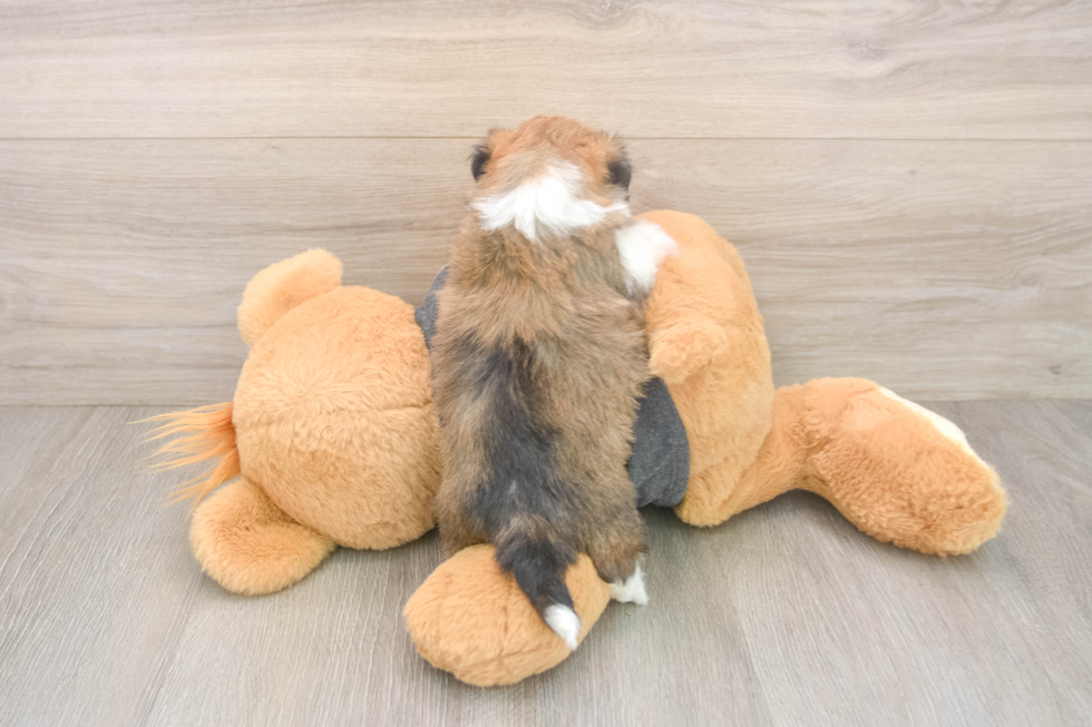 Havanese Pup Being Cute