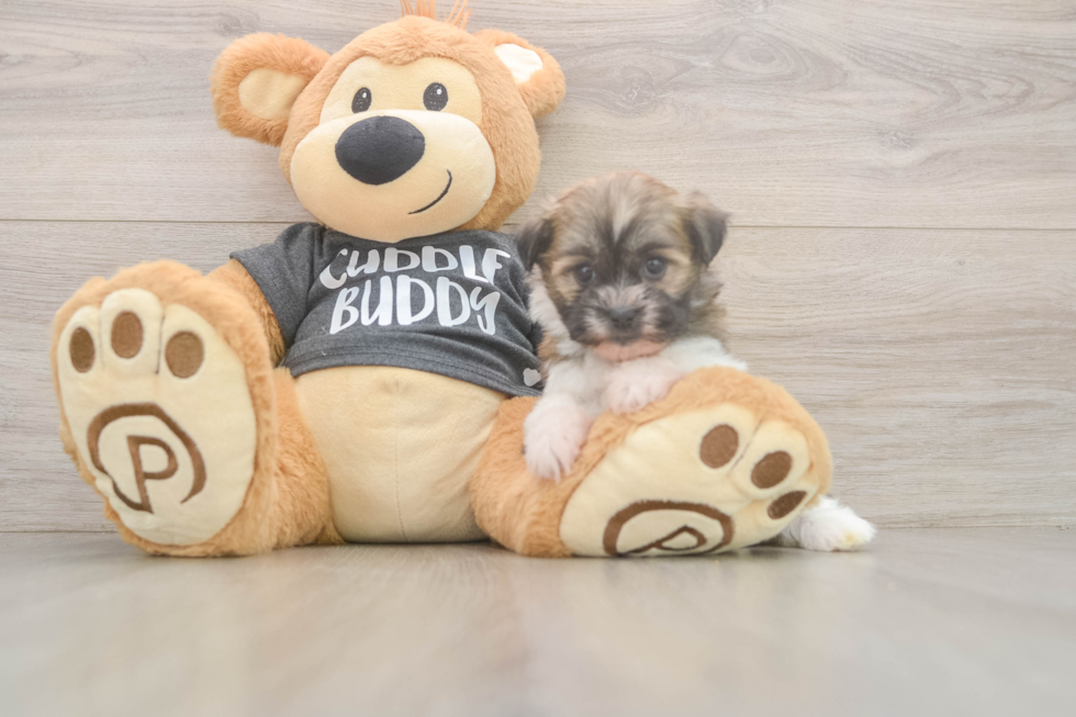 Best Havanese Baby