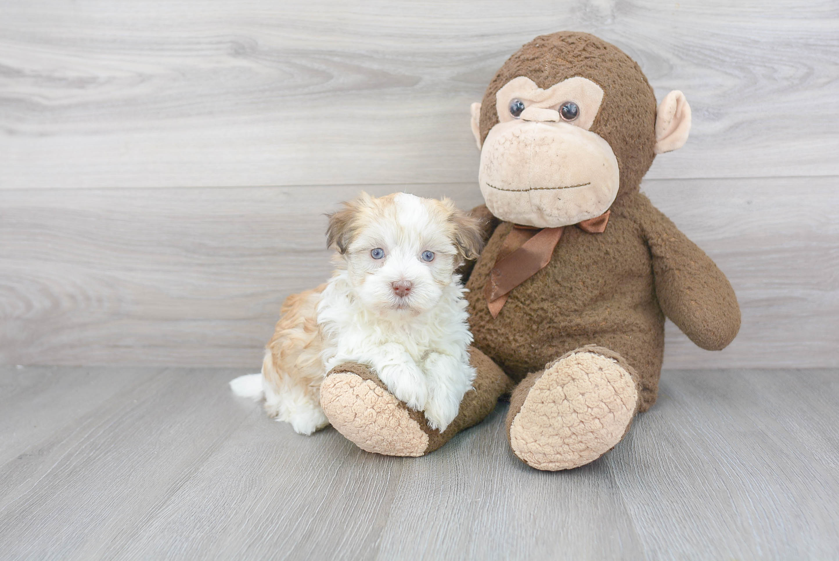 Little Havanese Purebred Pup