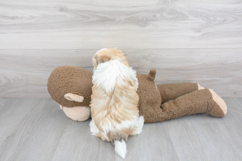 Havanese Pup Being Cute