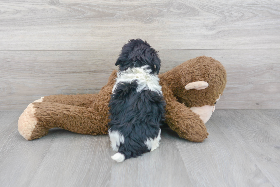 Playful Havanese Purebred Pup