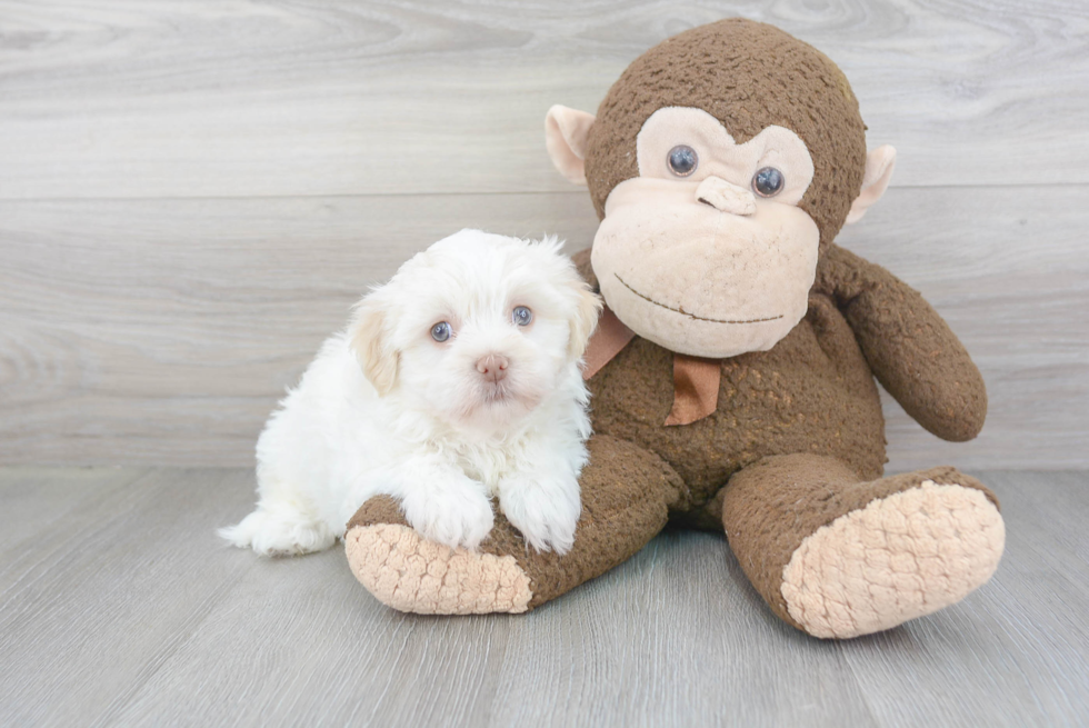 Havanese Pup Being Cute