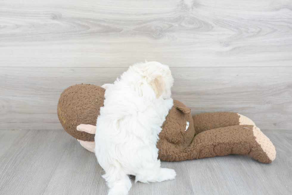 Hypoallergenic Havanese Purebred Pup