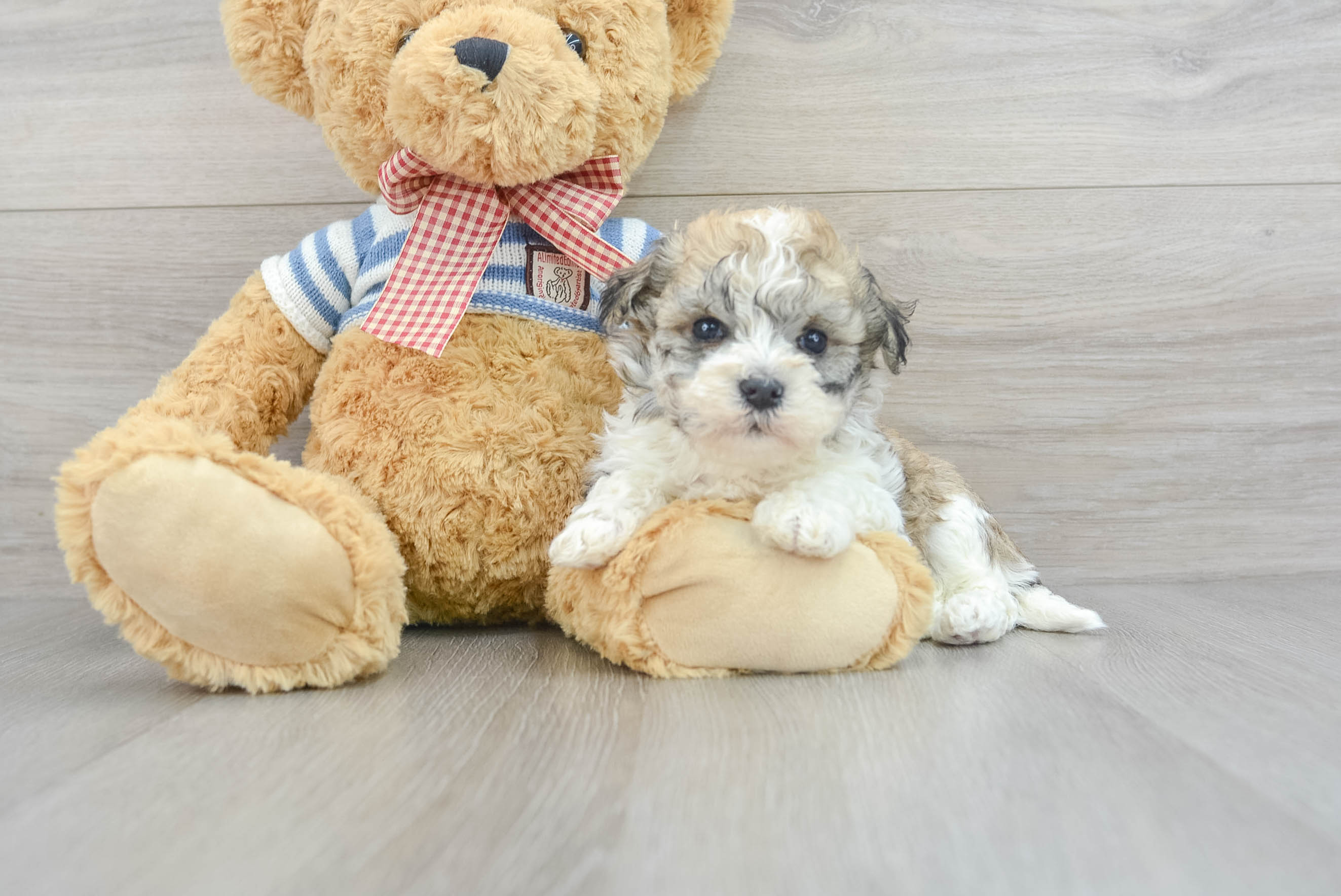 Havanese Puppy for Adoption