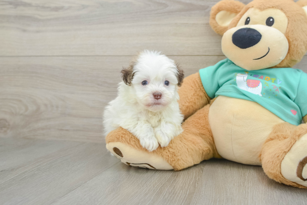 Funny Havanese Purebred Pup