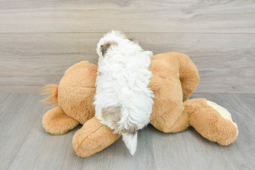 Akc Registered Havanese Purebred Pup