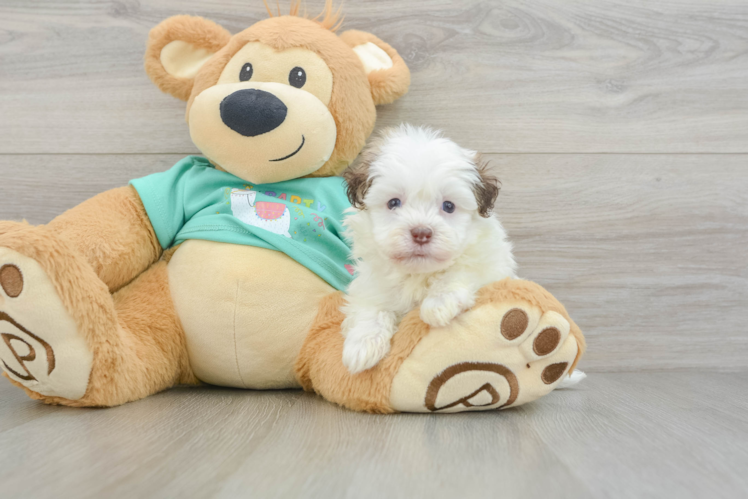 Funny Havanese Purebred Pup