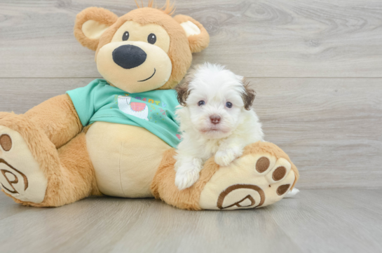 Funny Havanese Purebred Pup