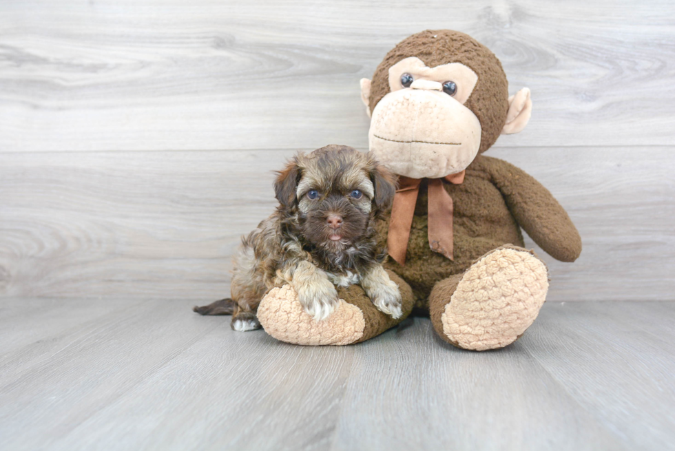 Havanese Puppy for Adoption