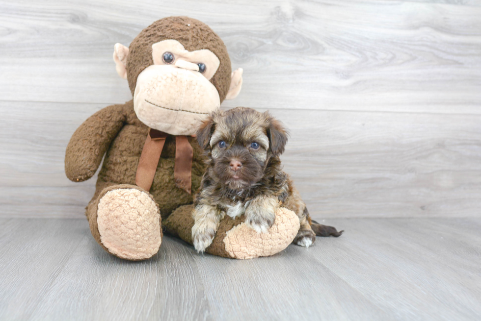 Best Havanese Baby